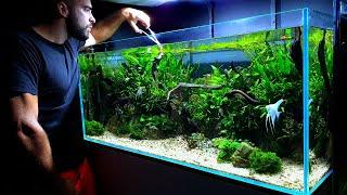 4ft ANGELFISH AQUARIUM | PLANTED TANK MAINTENANCE