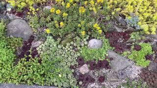 Succulent Rock Garden Tour Spring 2023 - Sempervivum Sedum Orostachys Xeriscape