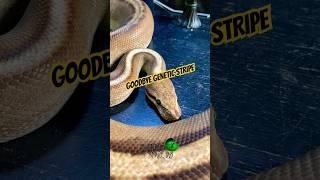 We said goodbye to their G-stripe. #molinarosnakelab #ballpythons #royalpytjons #shippingsnakes #diy