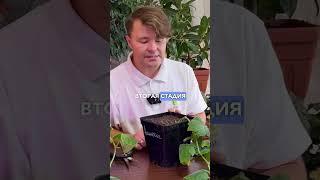 Формирование рассады огурцов на подоконнике. Выращивание огурцов в домашнем огороде на подоконнике.