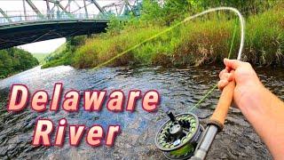 Fly Fishing The DELAWARE River (Big Trout) | Ft. PA Woods N Water