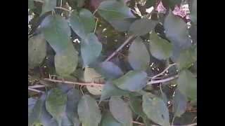 Osage Orange - Nature's Barbed Wire Fence - From Rick Austin in the Secret Garden of Survival