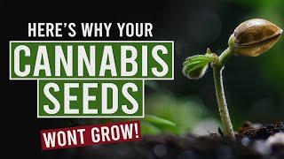 Top Reasons Your Cannabis Seeds Aren't Germinating!