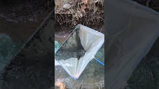 Chỉ là sớm hay muộn thôi chứ dưới mương sao chạy được