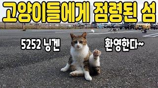 일본의 고양이섬 아이노시마 후쿠오카여행