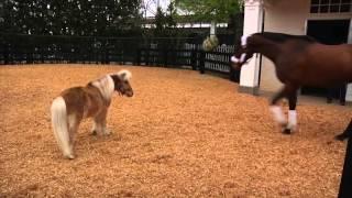 Mine That Bird Returns to the Twin Spires