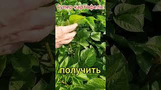 Что делать с картофелем в июне, чтобы  осенью всех удивить?!