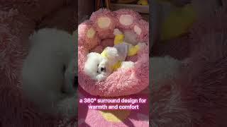 Sunlit Siestas: Embrace Afternoon Bliss in My Pink Bear Paw Retreat! #pinklook  #bearpaw #dogbed