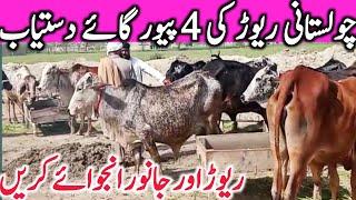 Best Quality Cholistani Sahiwal Cow Farm Near Luden Cow Mandi Hasil Pur || Global Village Farming