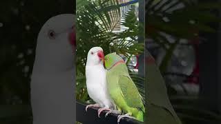 meet love couple parrots  #ytstudio #youtube #arham vlog