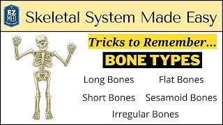 Skeletal System: Types of Bones in Under 10 Minutes [Anatomy Physiology Human Body]