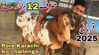 Aslam Goat farm Ne Sab Ko Peche Chor Diya  || Sudani Dumba Or Qurbani 2025 Ka Janwer