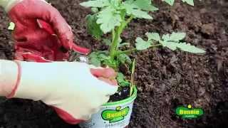 How to Plant Tomatoes