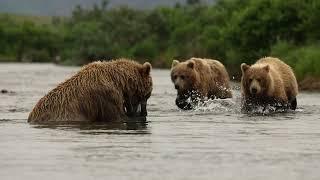 Grizzly Bears Fishing for Salmon