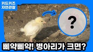 [자연관찰] 삐약 삐약! 병아리가 크면?ㅣ키드키즈ㅣ유아동화ㅣ어린이동화ㅣ자연동화ㅣ유치원동화ㅣ어린이집동화ㅣ동물동화