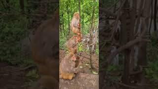 EP:232  CUTE FAMILY MONKEY - DIFOS KSFO A;LW DIFPQAW #Short