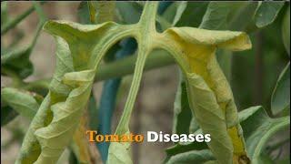 Tomato Diseases