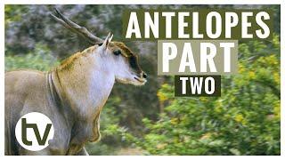 Antelope and their Habitats Part 2: Eland, Waterbuck, Oryx and Black Wildebeest