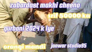 orangi town bakra | makhi cheena bakra | makhi cheena goat | makhi cheena | makhi cheena breeder 