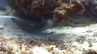 Cozumel