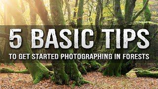 5 TIPS for FOREST photography