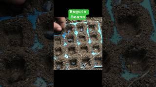 HOW TO PLANT BAGUIO BEANS