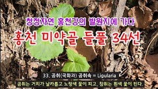 들풀 - 4월 홍천 미약골 들풀 34종류 해설