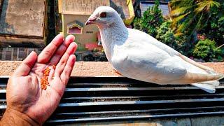 White Homing Pigeon  #WhitePigeon