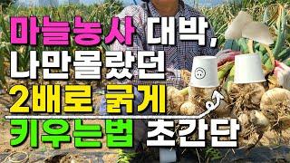 마늘 이렇게 심어줬더니 종이컵보다 더 크고 굵은 마늘수확하였습니다 - 마늘재배 마늘농사 마늘굵게키우는법