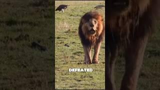 Lion takes revenge for his cub ️