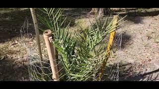 Growing Date palms in South-East Queensland