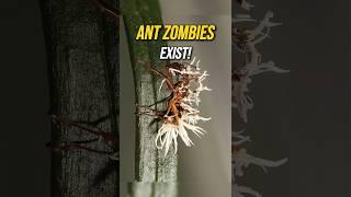 Zombie Ants: The Mind-Controlling Fungus