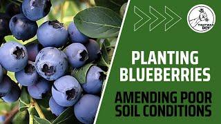 How To Plant Blueberry Bushes | Planting Blueberry Bushes in Poor Soil Conditions