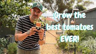 Want to grow EPIC tomatoes? Follow these tips