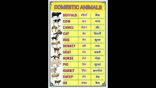 Domestic animals name with pictures #english #youtube #shorts #animals