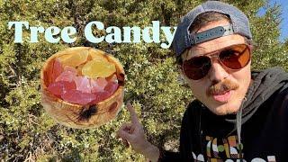 Making tree flavored crystal candy (and a 100 year old fencepost bowl)