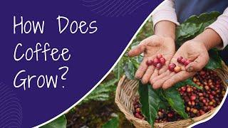 How Does Coffee Grow?