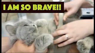 Philippine Pet Birth Control Vlog |  Spay Neuter cats