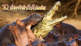 10 เรื่องจริง ฮิปโปโปเตมัส (Hippopotamus) ที่อาจยังไม่รู้