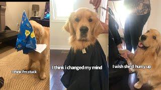 Sweet Golden Retriever Is Concerned When Brother Gets a Haircut So Holds His Hand