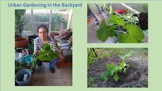 Urban Gardening in the Backyard Homero Daniel Rodriguez