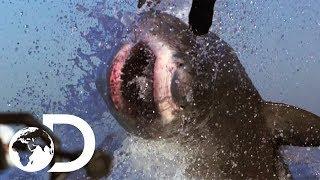 The Most Epic Shark Week Moments! | Shark Week's 50 Best Bites | SHARK WEEK 2018