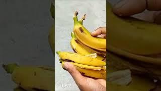 Banana peel fertilizer for any plants #shorts