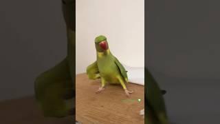 Parrot Dancing  #shorts #parrot #short