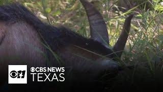 Parker County goats for hire clear land, help prevent wildfires