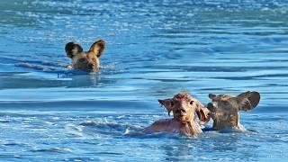 Wild Dogs Turn Into Crocodiles To Try Catch Baby Buck