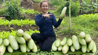 Heavy rain makes cucumbers and vegetables fresh enough to go to the market to sell.