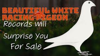 Amazing White Racing Pigeon With Surprising Track Records For Sale In Excelsior Pigeons Auction