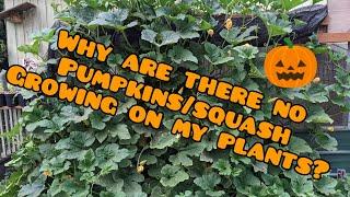 The Reason You Don't Have Any Pumpkins/Squash And How To Fix It