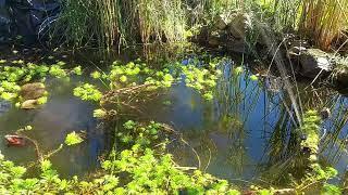 Relaxing sounds of nature. Pond with frogs and fish enjoy as if you were there